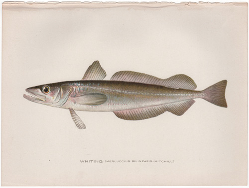 WHITING